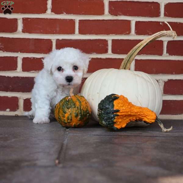 Buster, Bichon Frise Puppy